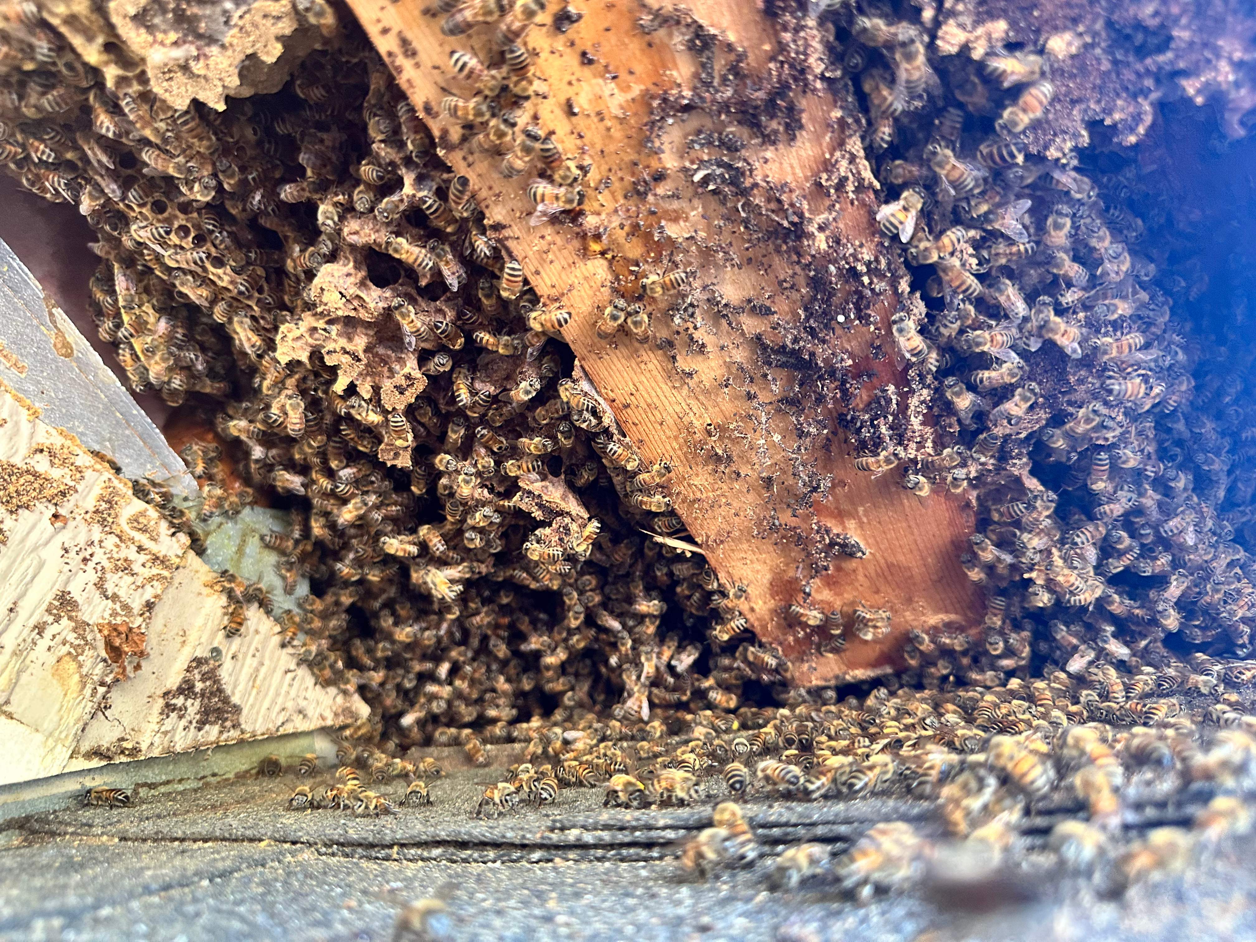 Massive by Rockwall Honey Bee Company