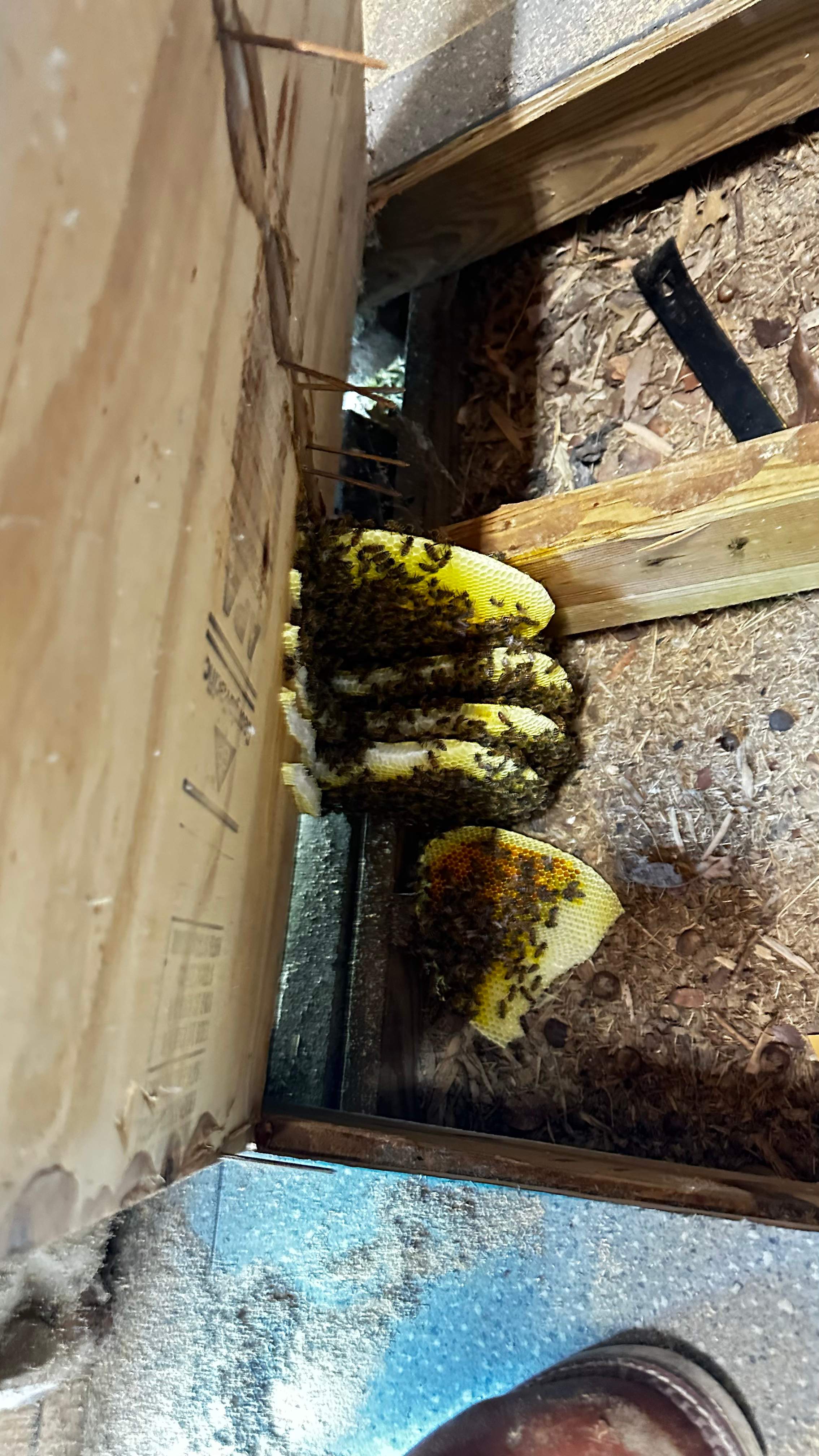 Under a Shed  by Rockwall Honey Bee Company