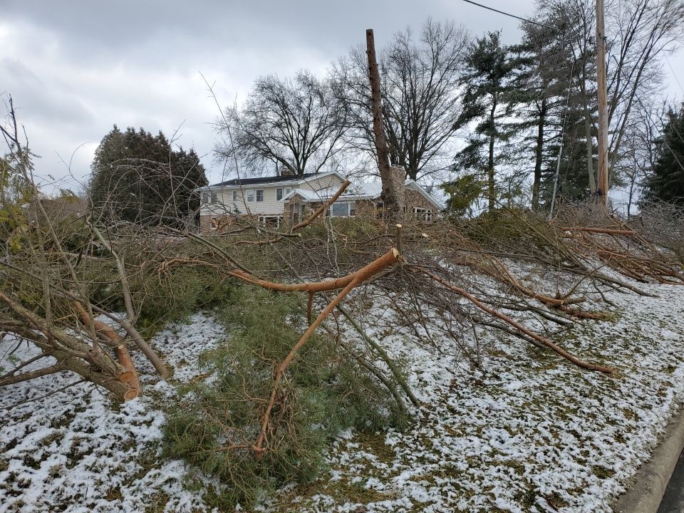 Tree Removal using Tree Removal by Mike Jones & Sons Tree Service LLC 