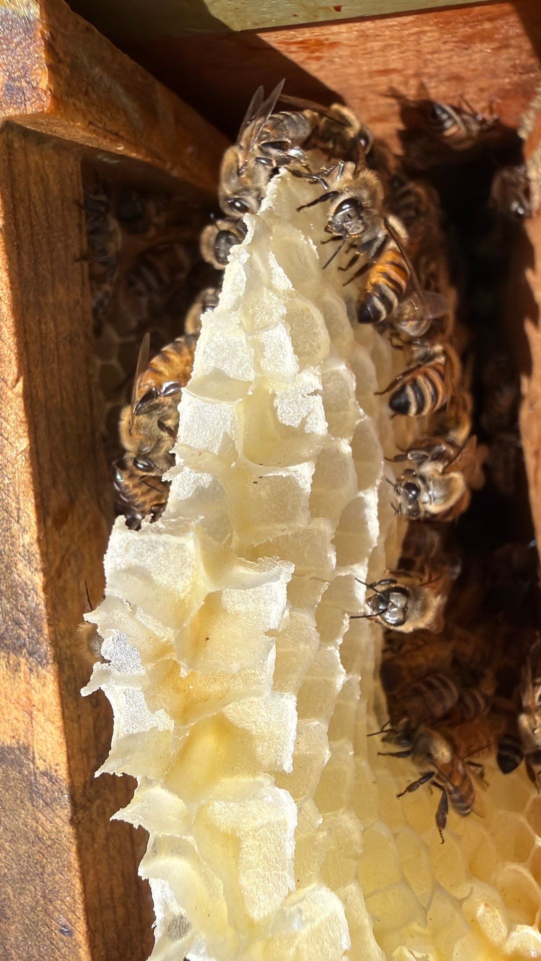 Addison by Rockwall Honey Bee Company