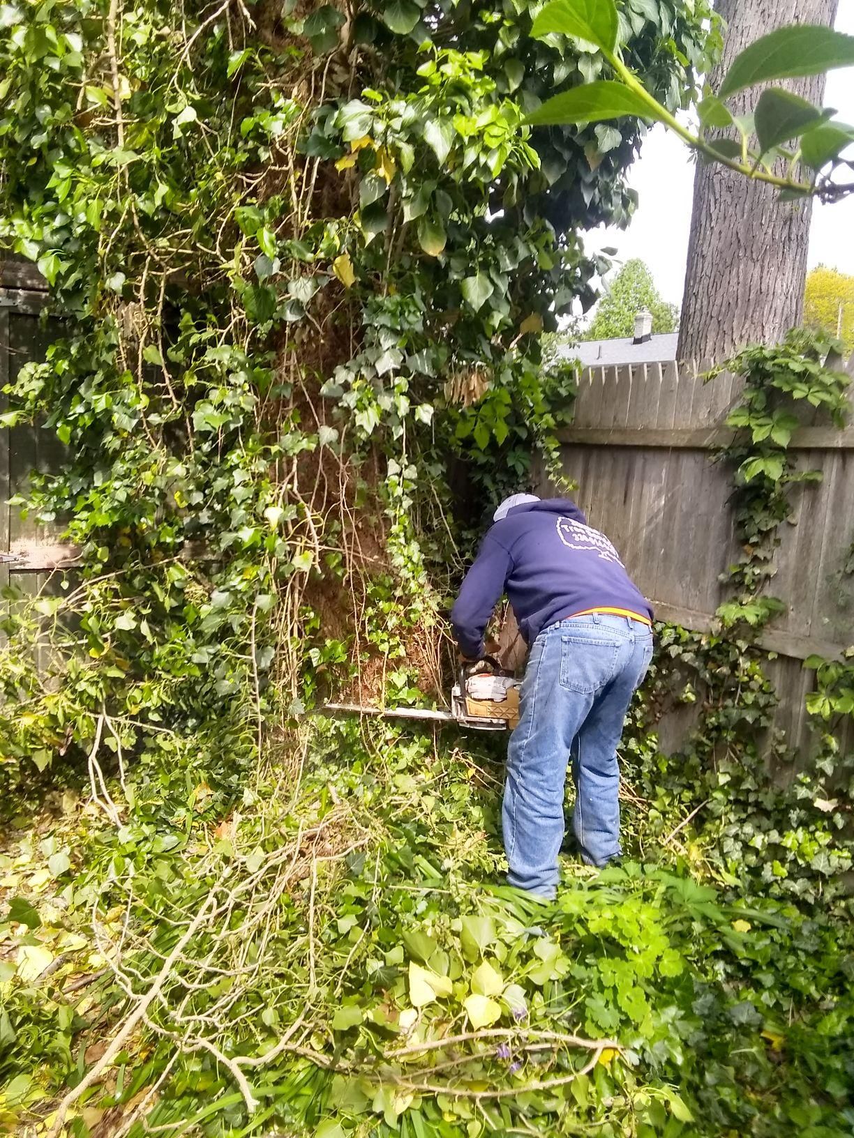 Tree Removal using Tree Removal by Mike Jones & Sons Tree Service LLC 