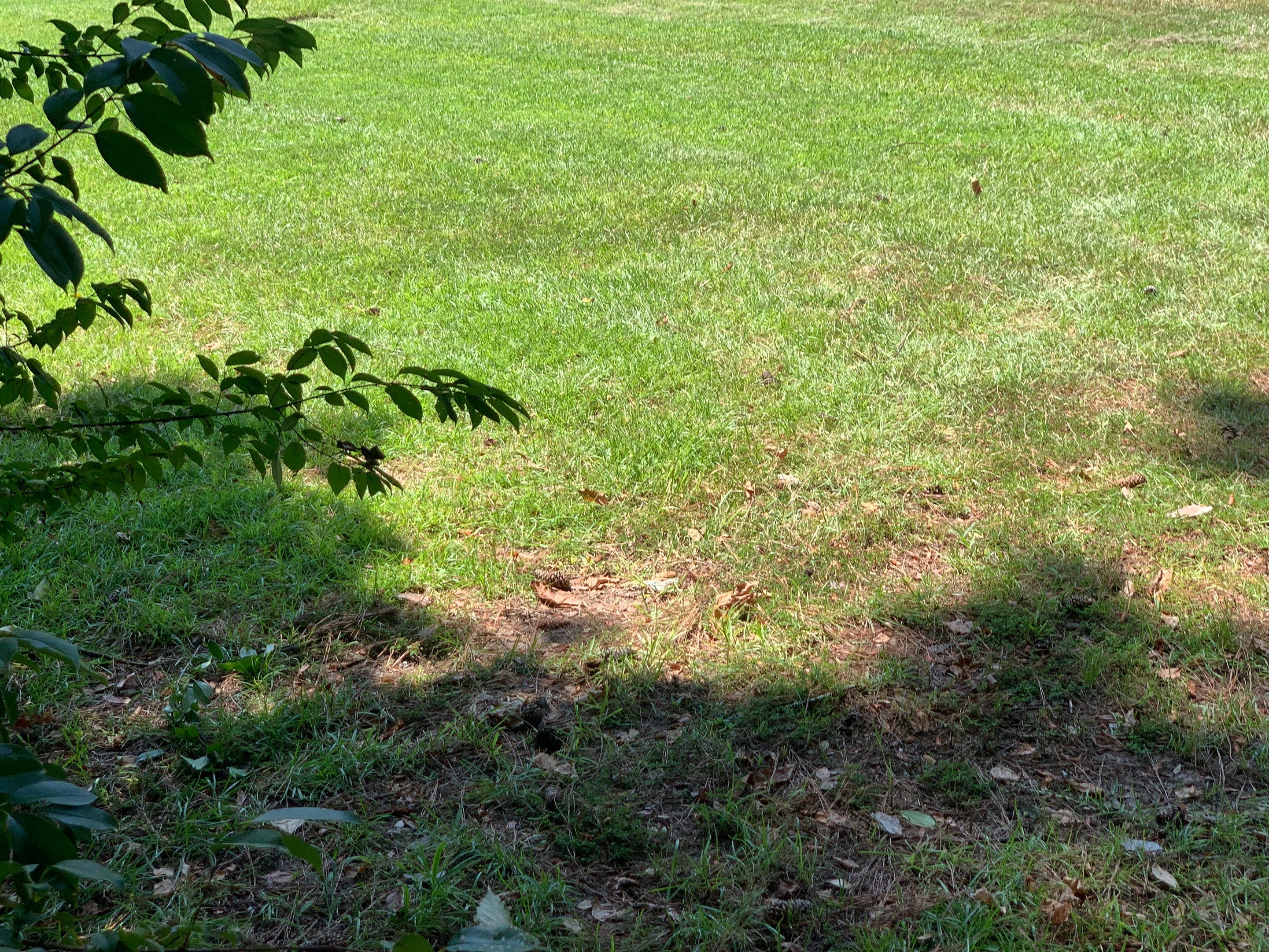 Yard Makeover by College Bros Outdoor services