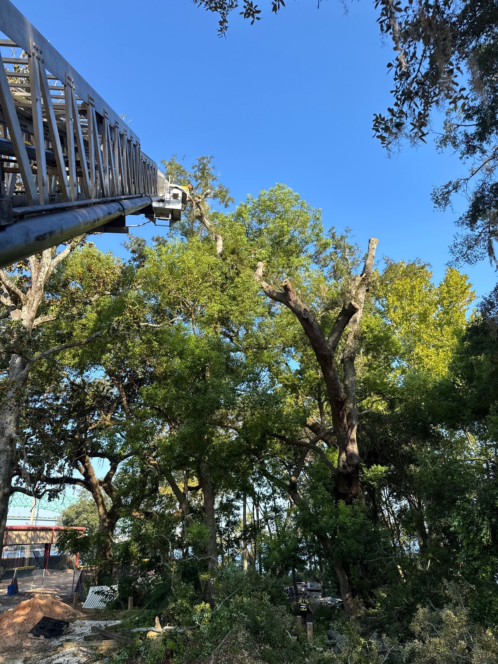 Tree Removal | Episcopal Softball Field by ProGreen Services