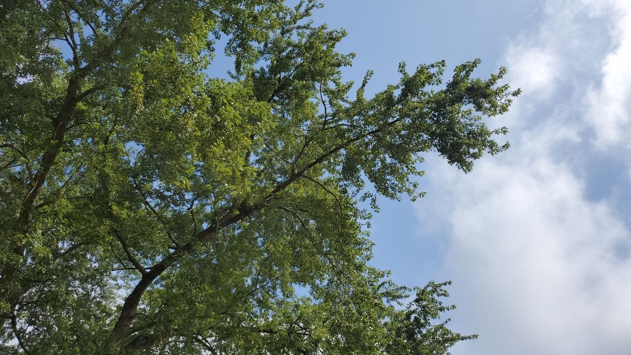 Tree Removal by Mike Jones & Sons Tree Service LLC 