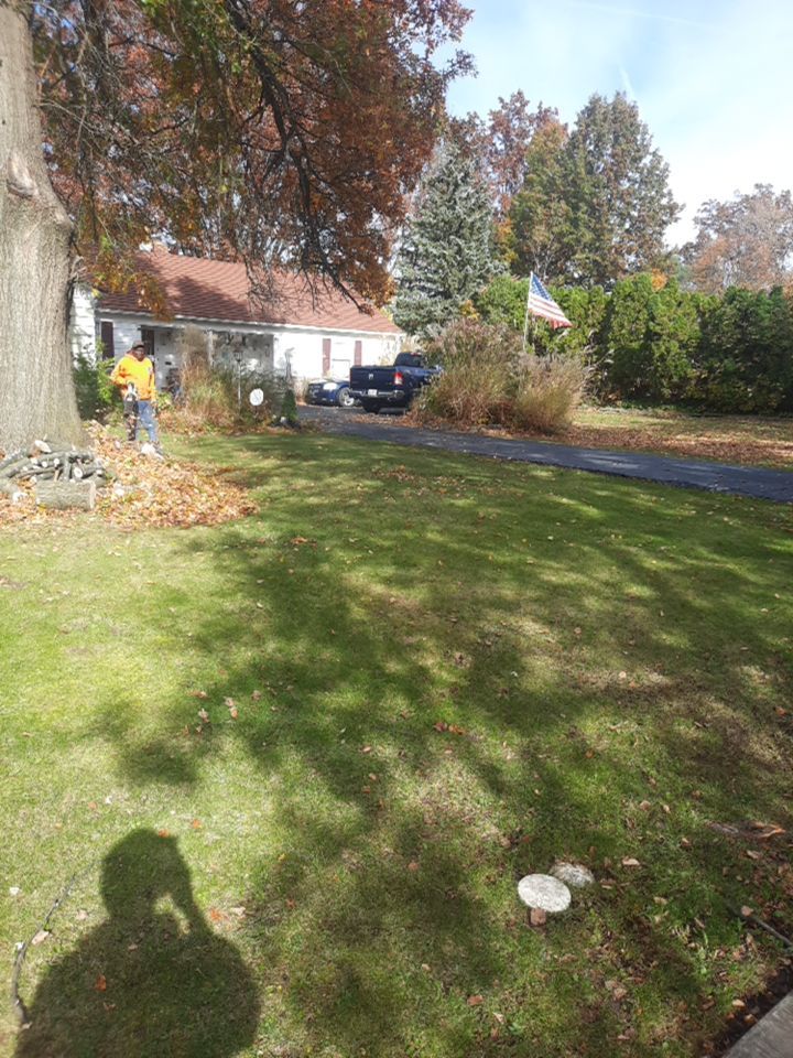 Tree Removal using Tree Removal by Mike Jones & Sons Tree Service LLC 