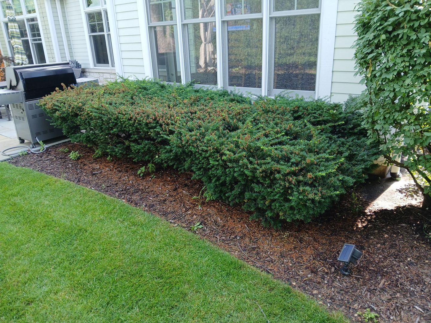 Lisa C. - Arlington Heights, IL by A&N