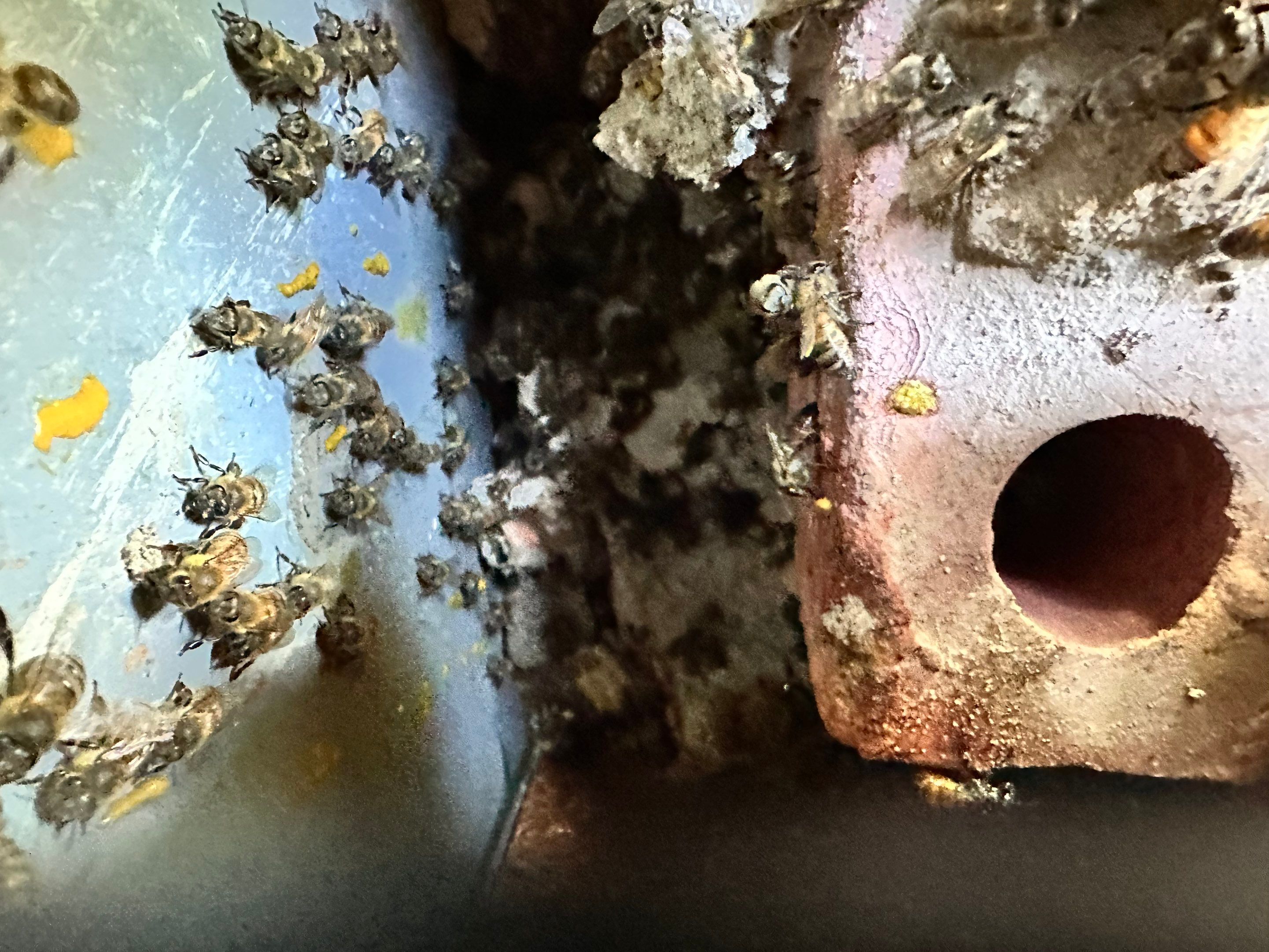 Bees Behind Bricks by Rockwall Honey Bee Company