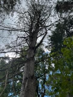 Tree Removal using Tree Removal by Mike Jones & Sons Tree Service LLC 