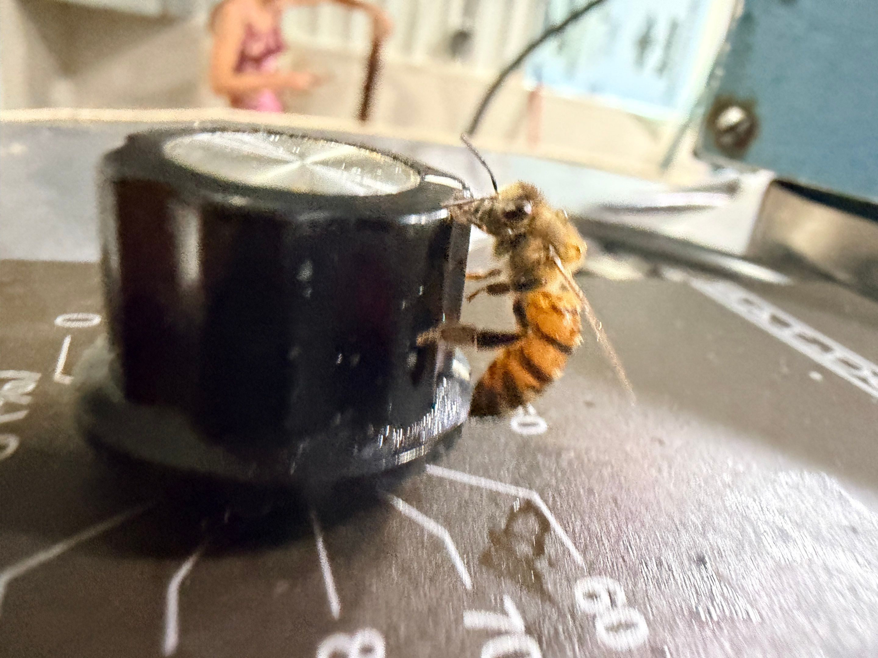 Project in Royse City, TX by Rockwall Honey Bee Company