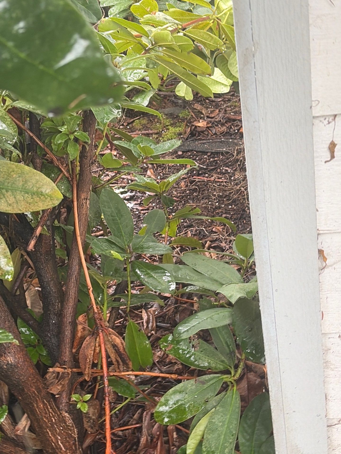 Roof in Lake Stevens by Connolly Construction Company
