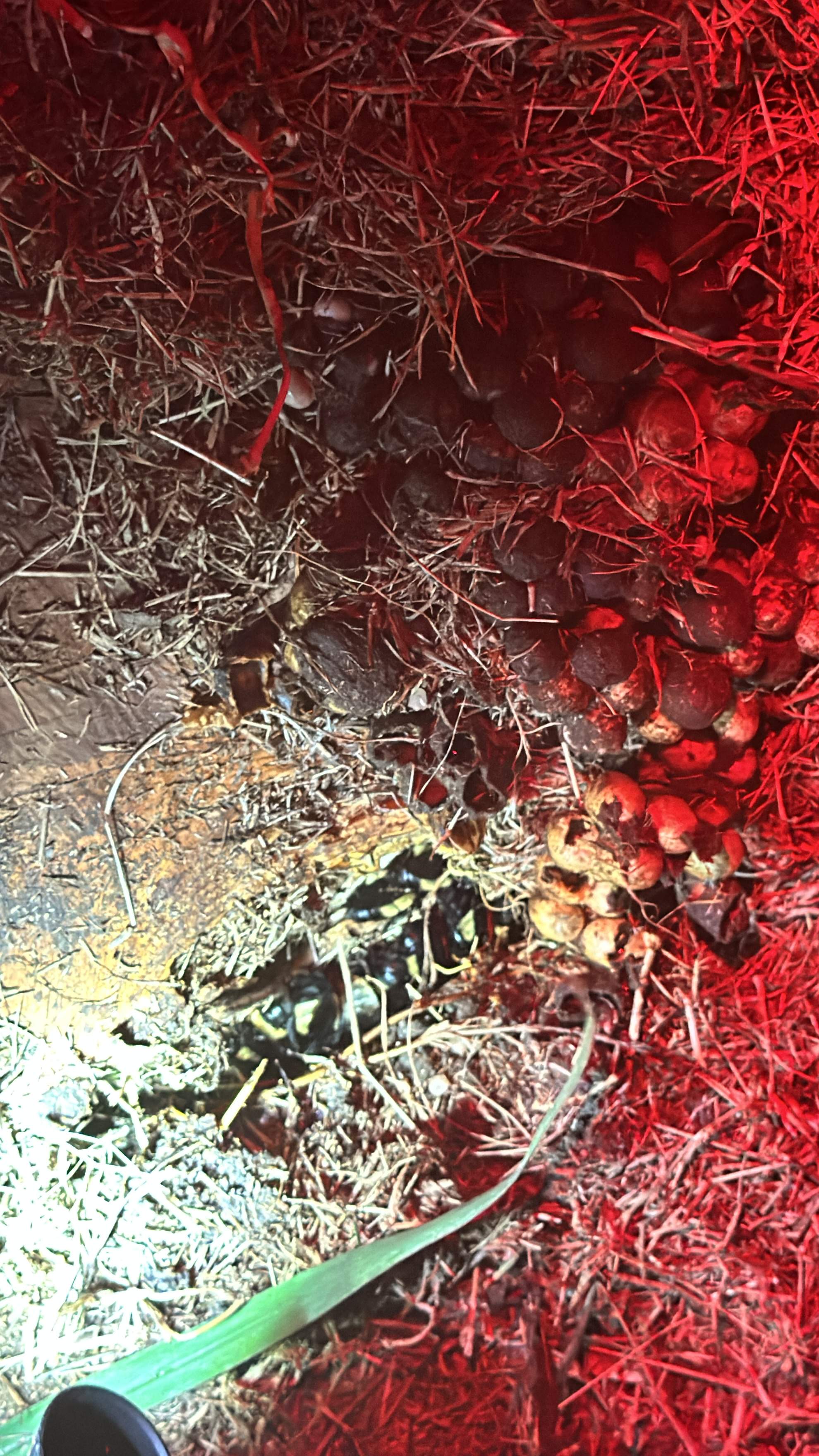 Bumblebees! by Rockwall Honey Bee Company