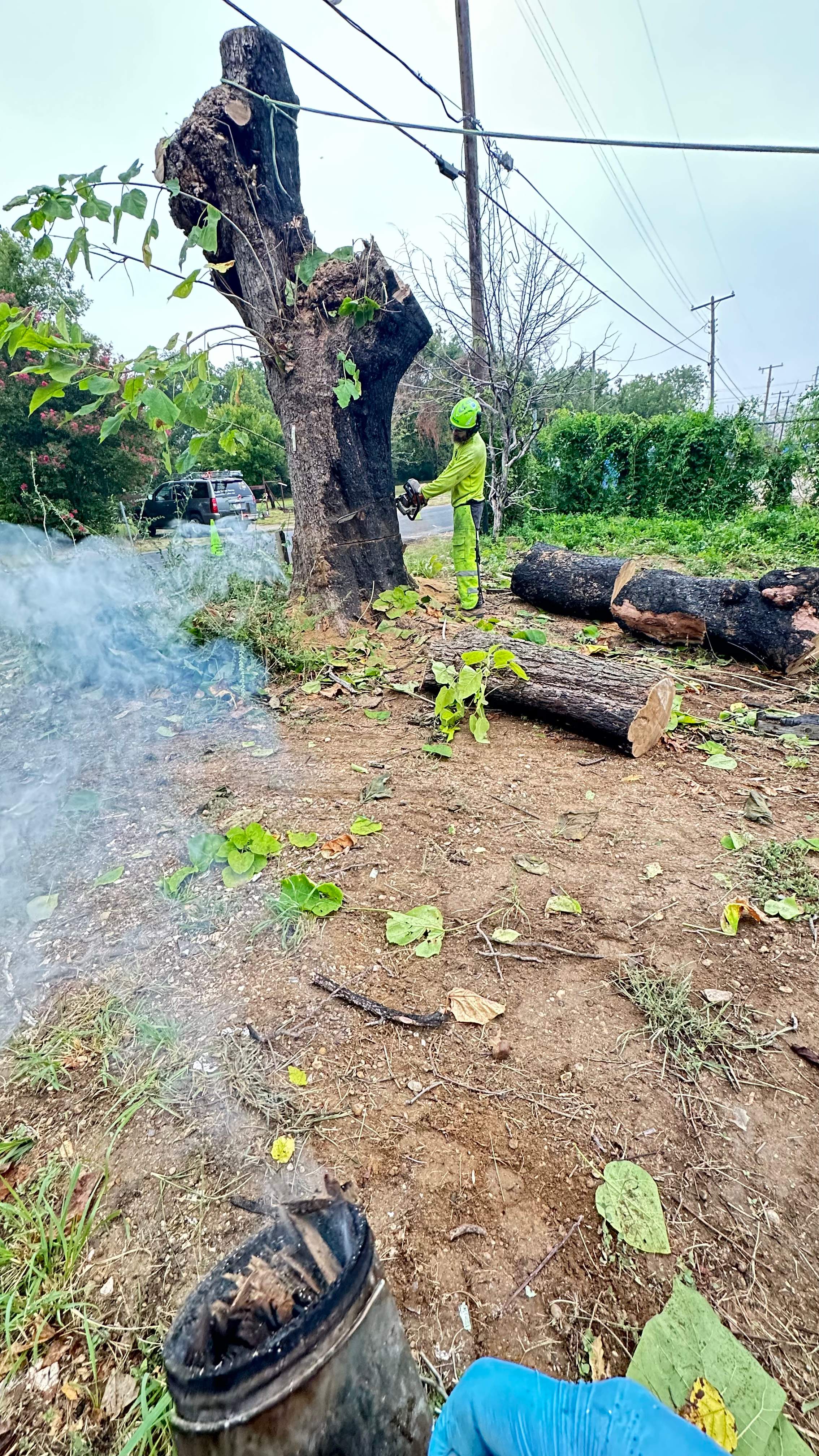 City Tree Company  by Rockwall Honey Bee Company