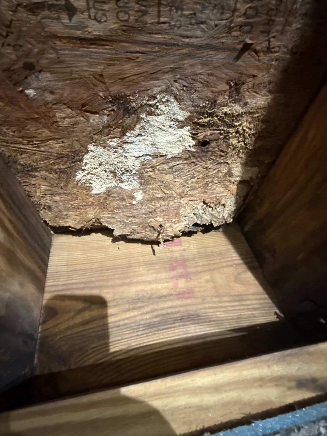 Real Estate Mold Remediation by Healthy Home Solutions