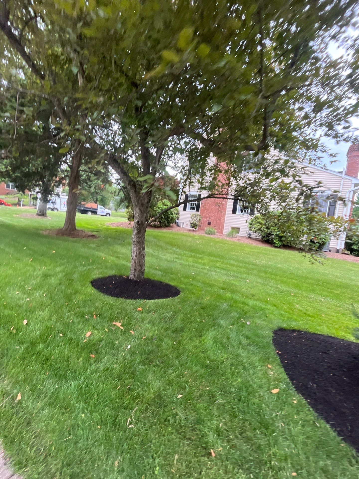 Comprehensive Shrub and Ornamental Bed Maintenance in Basking Ridge by Ants Plants