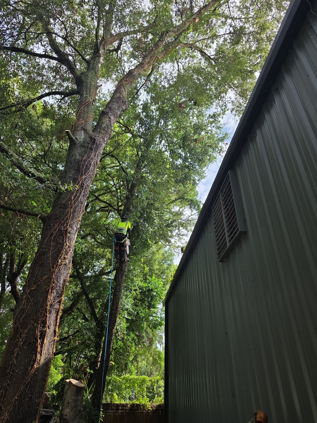 Crash Champions | Tree Removal & Cleanup by ProGreen Services