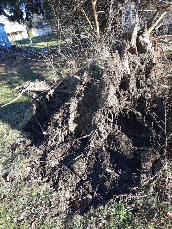 Storm Damaged Tree Removal  using Tree Removal by Mike Jones & Sons Tree Service LLC 