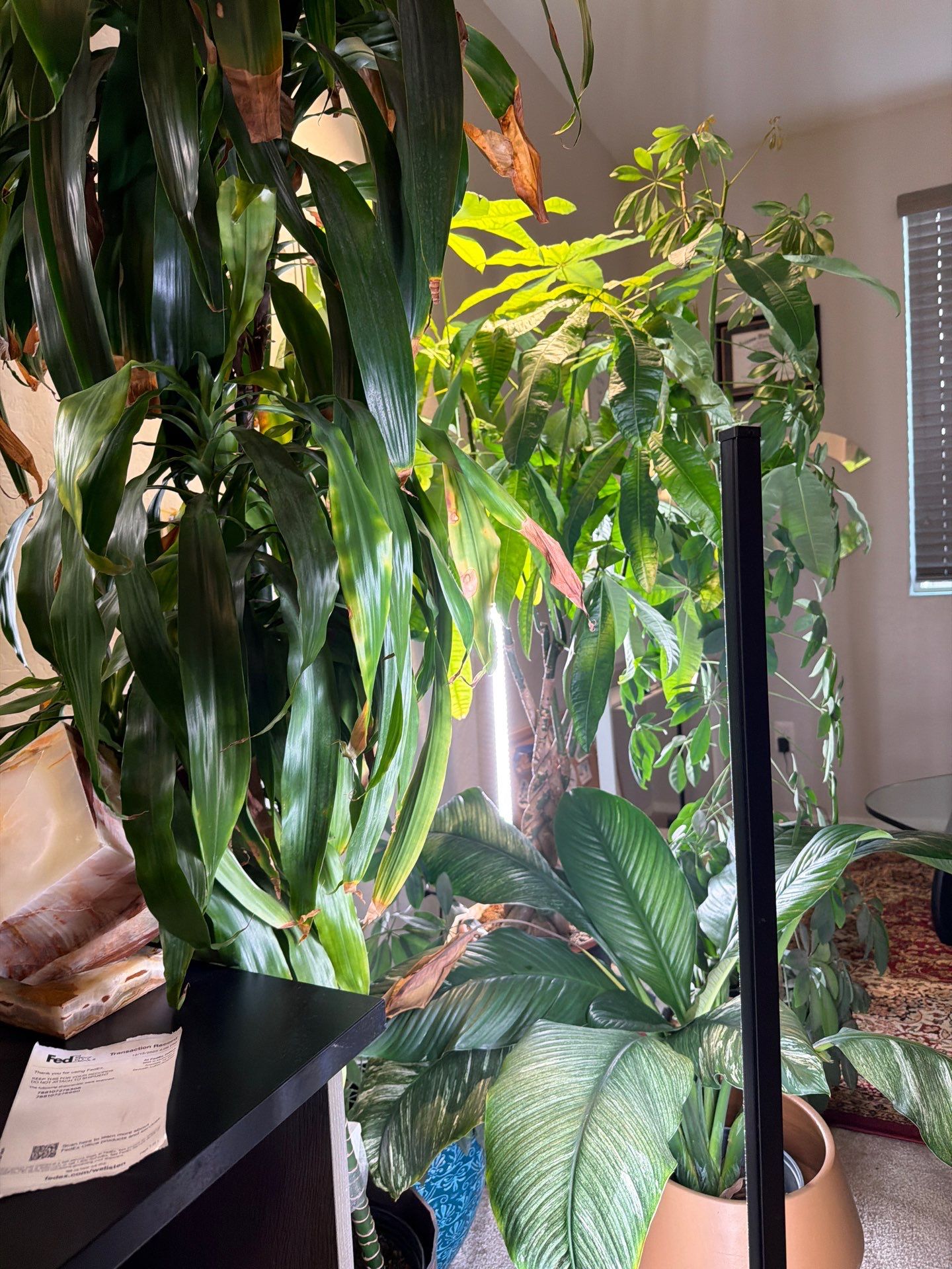 Professional Home Office Setup and Indoor Plant Arrangement in Phoenix by CompanyCam Sales Demo