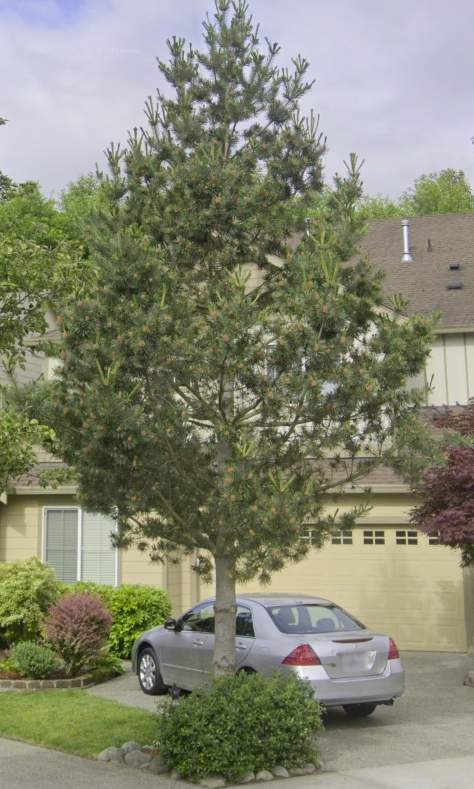 🔍Arborist Assessment using Level 1 Visual Assessment by Sound Tree Care LLC