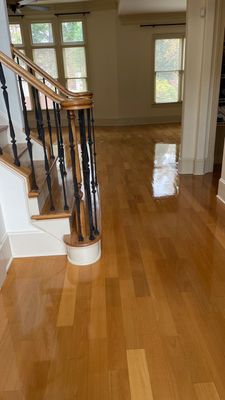 Beautiful Eucalyptus maintenance coat