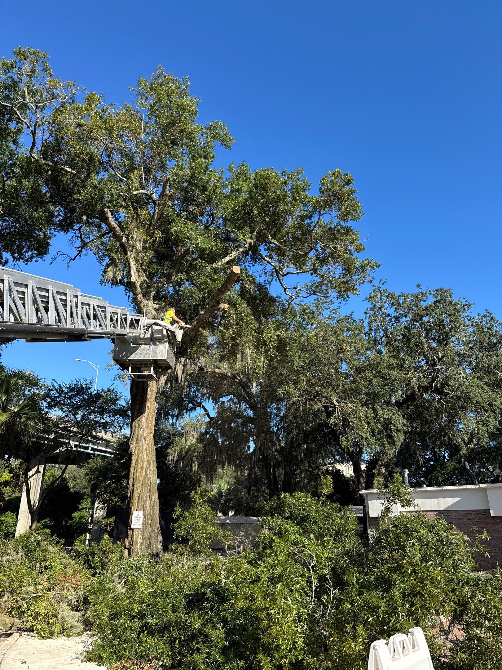 Welcome Center Tree Removal | Episcopal School of Jacksonville by ProGreen Services