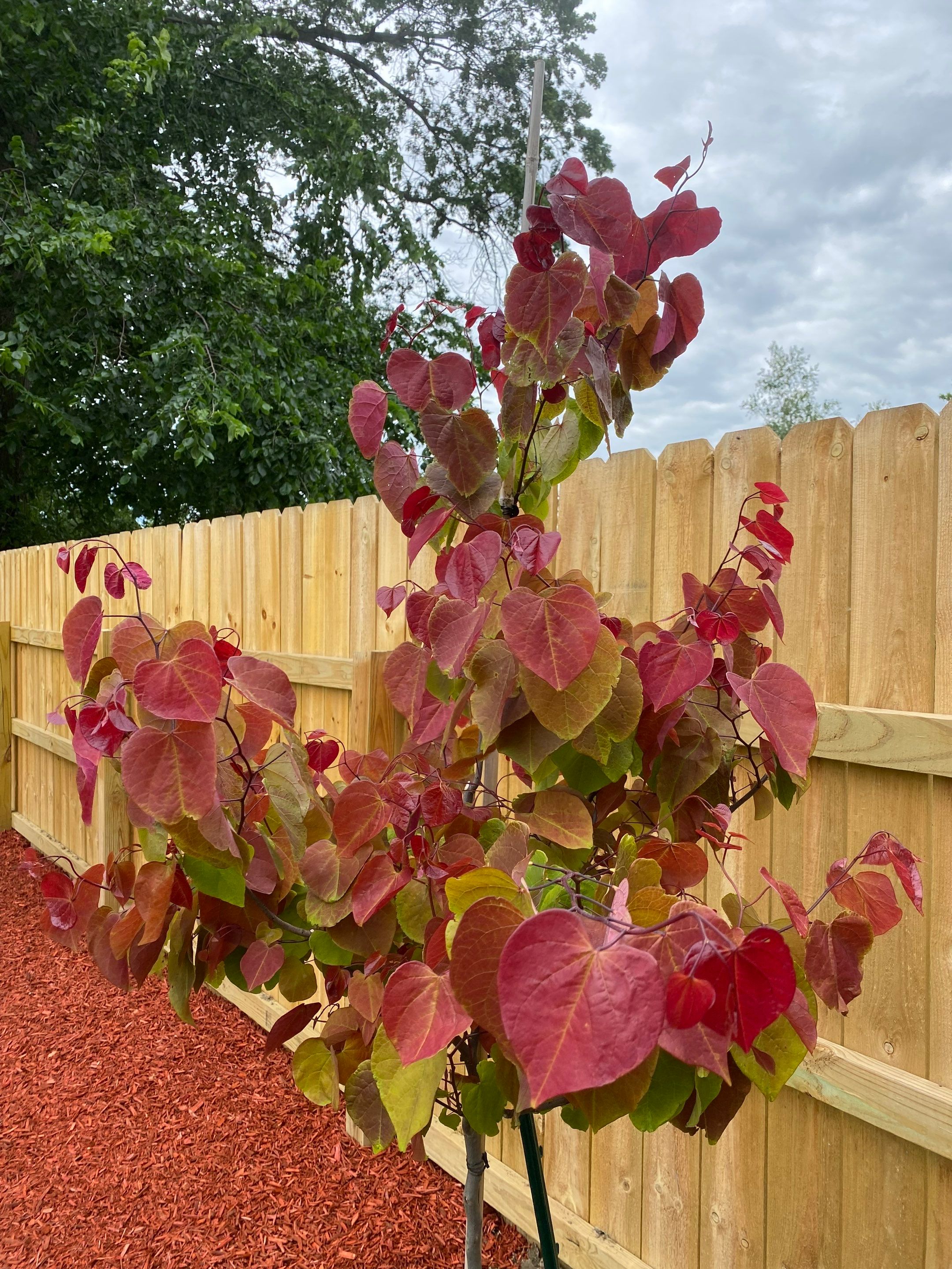 Redbud Fence Project  by Elm Rose Gardens