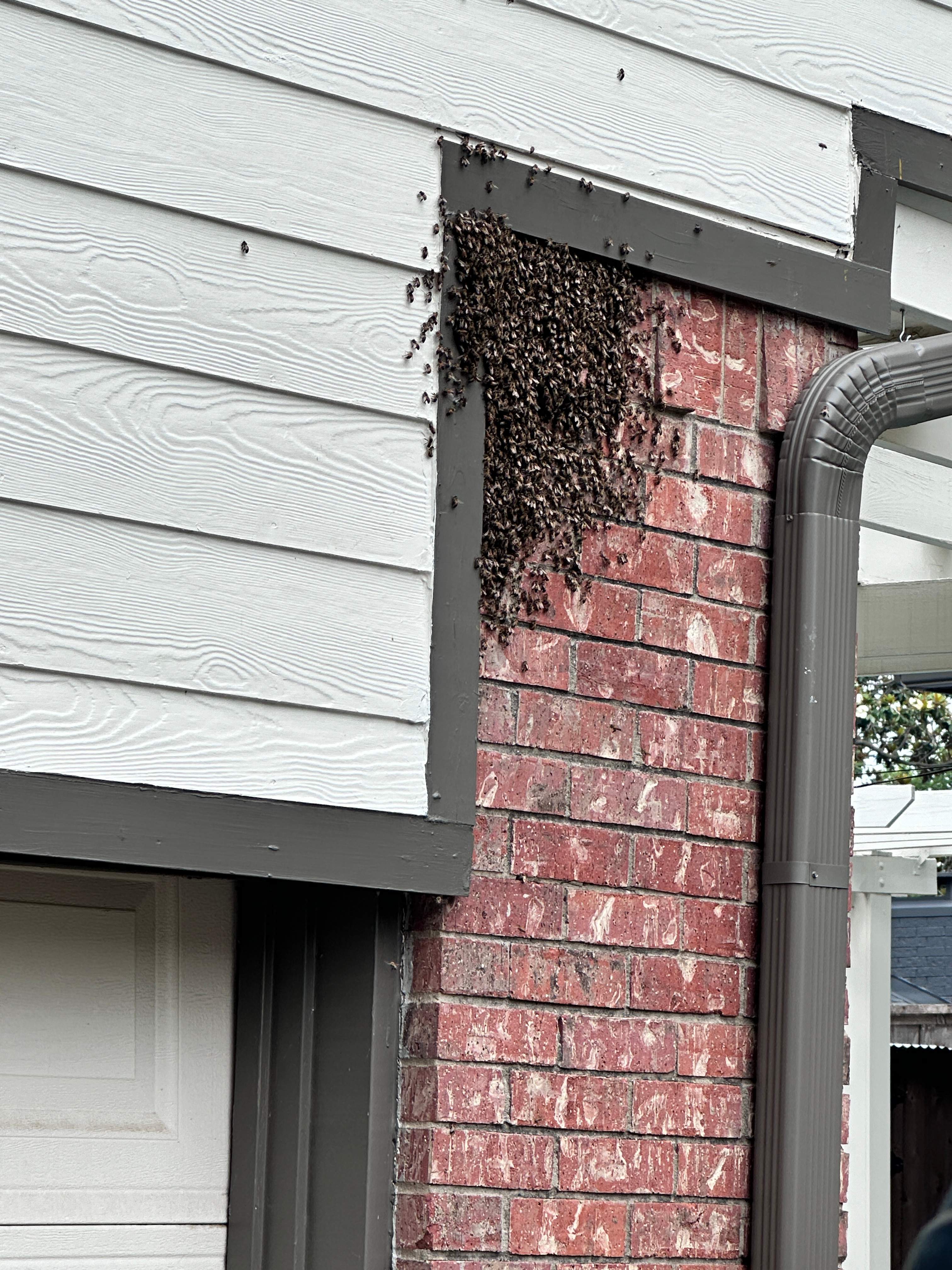While You Were Gone.. by Rockwall Honey Bee Company