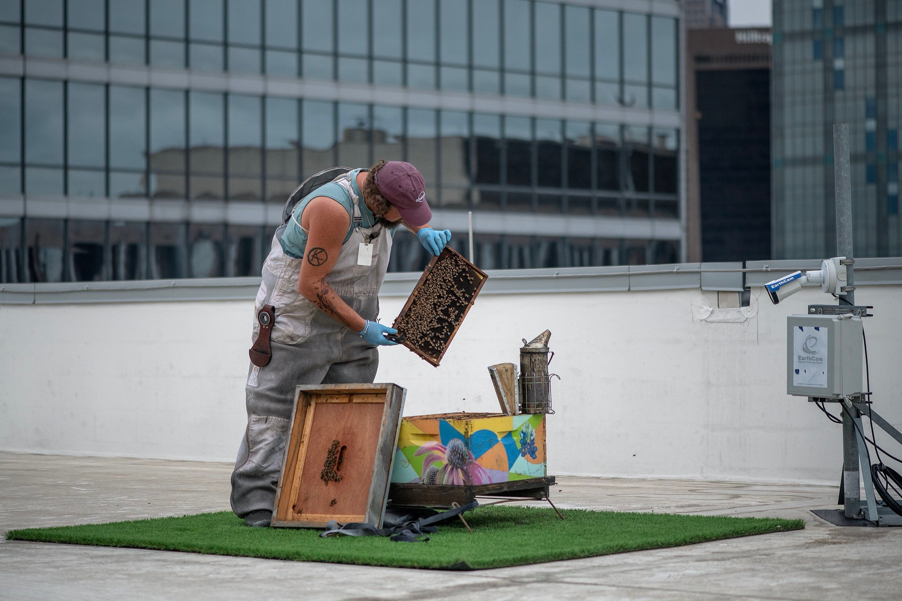 Urban Beekeeping in Dallas by Rockwall Honey Bee Company