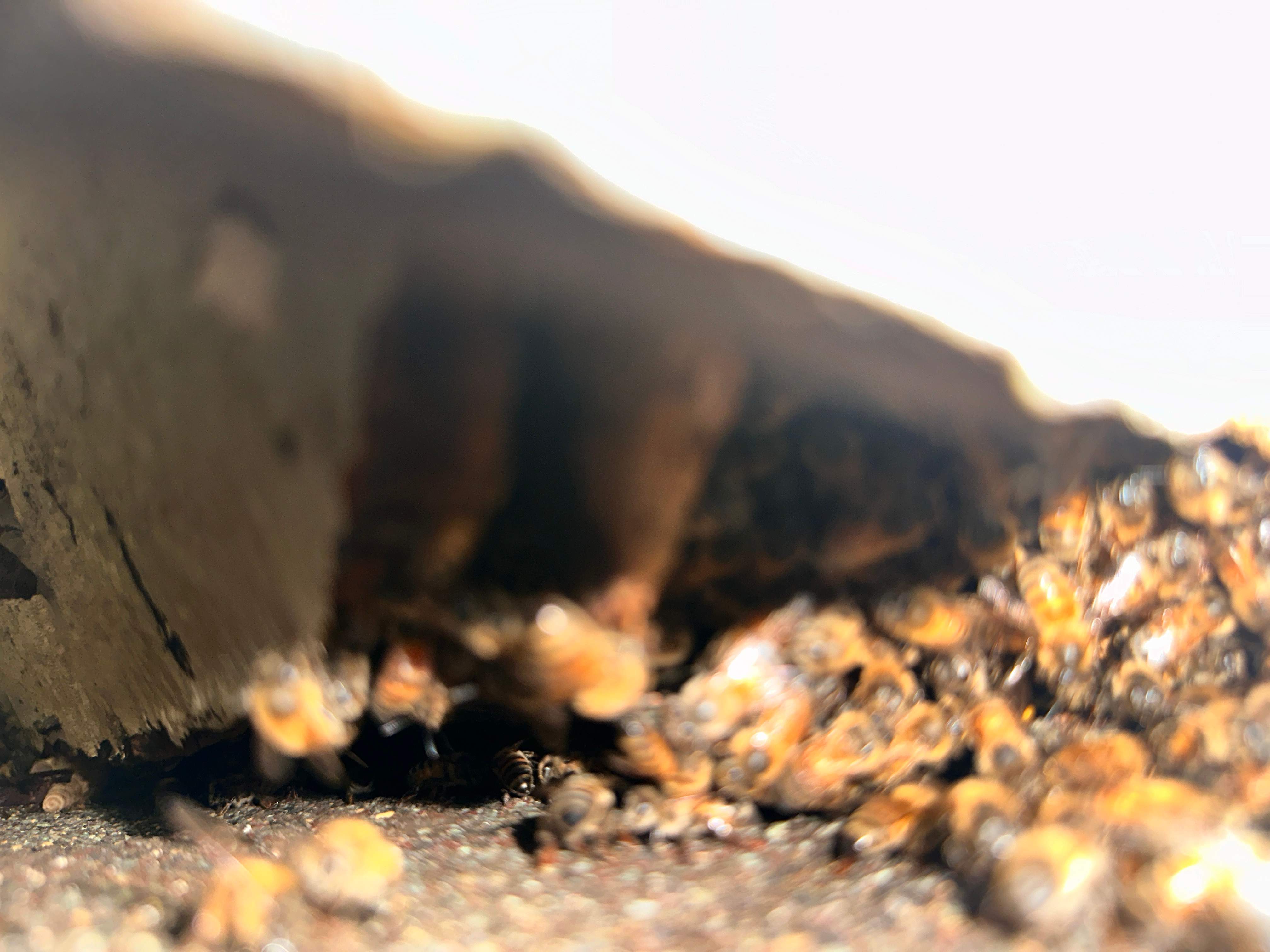 Yes, Professor. by Rockwall Honey Bee Company