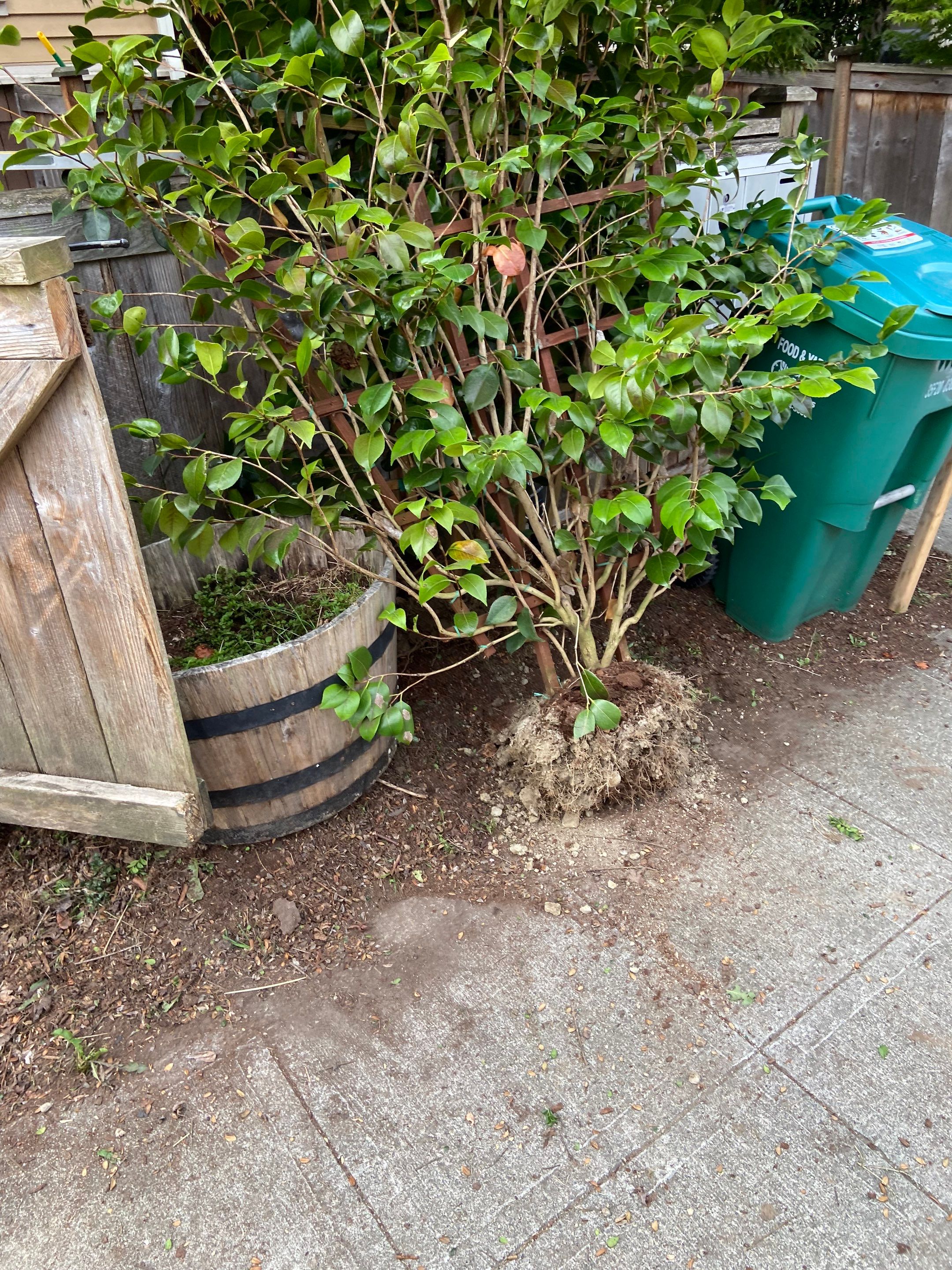 Paver Walkway & Turf Installation | Seattle  by Jireh Asphalt & Concrete Inc 