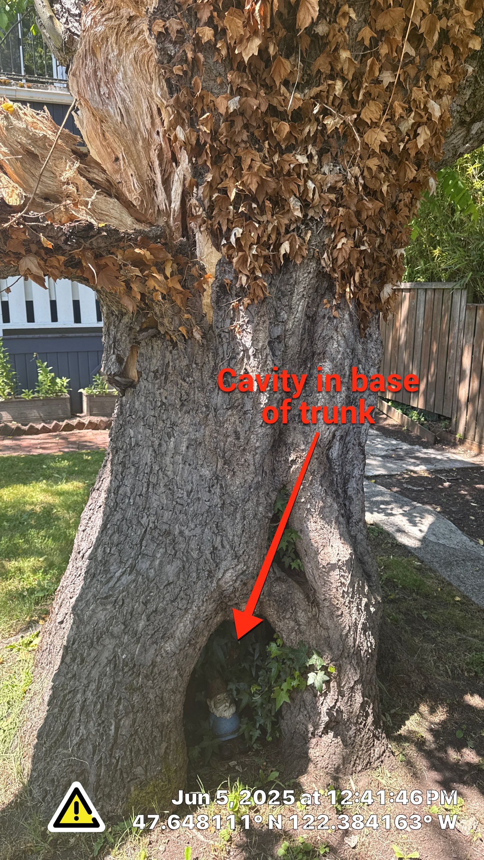 Seattle Hazard Tree Removal by Sound Tree Care LLC