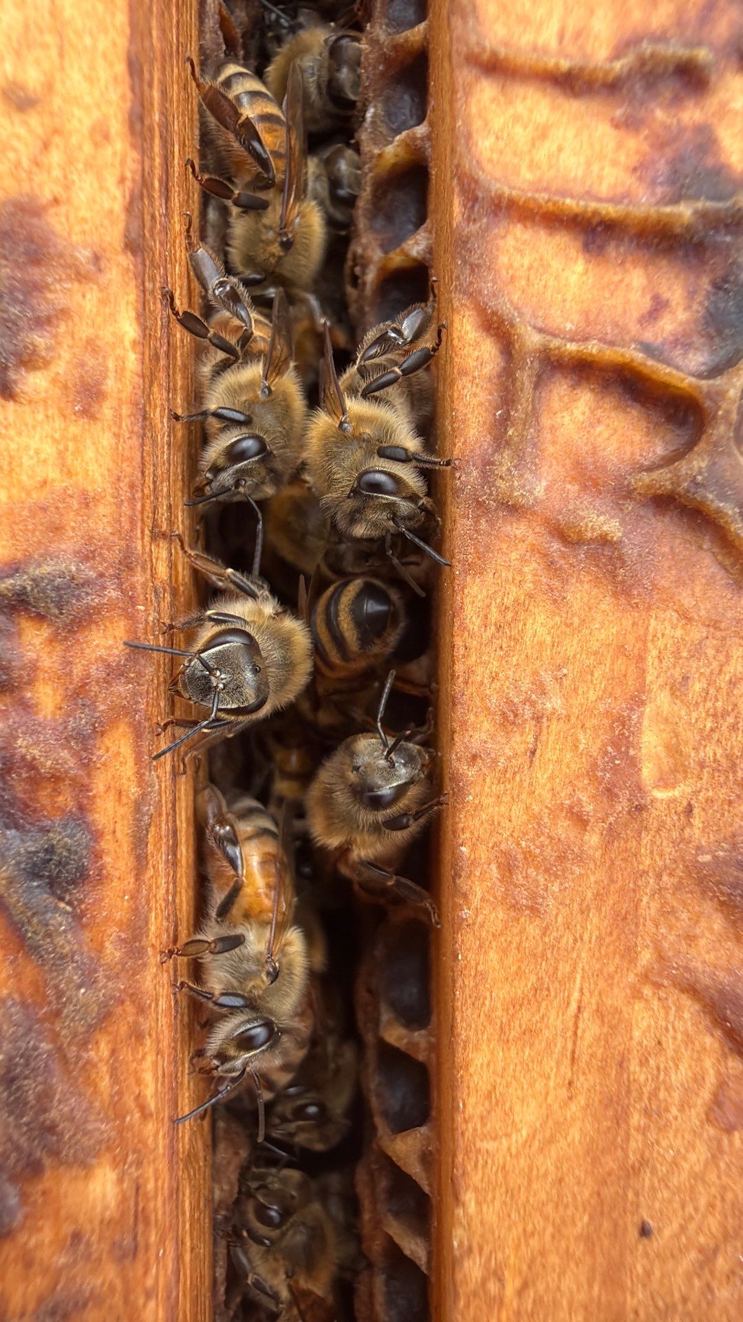 Commercial Rooftop Colony by Rockwall Honey Bee Company