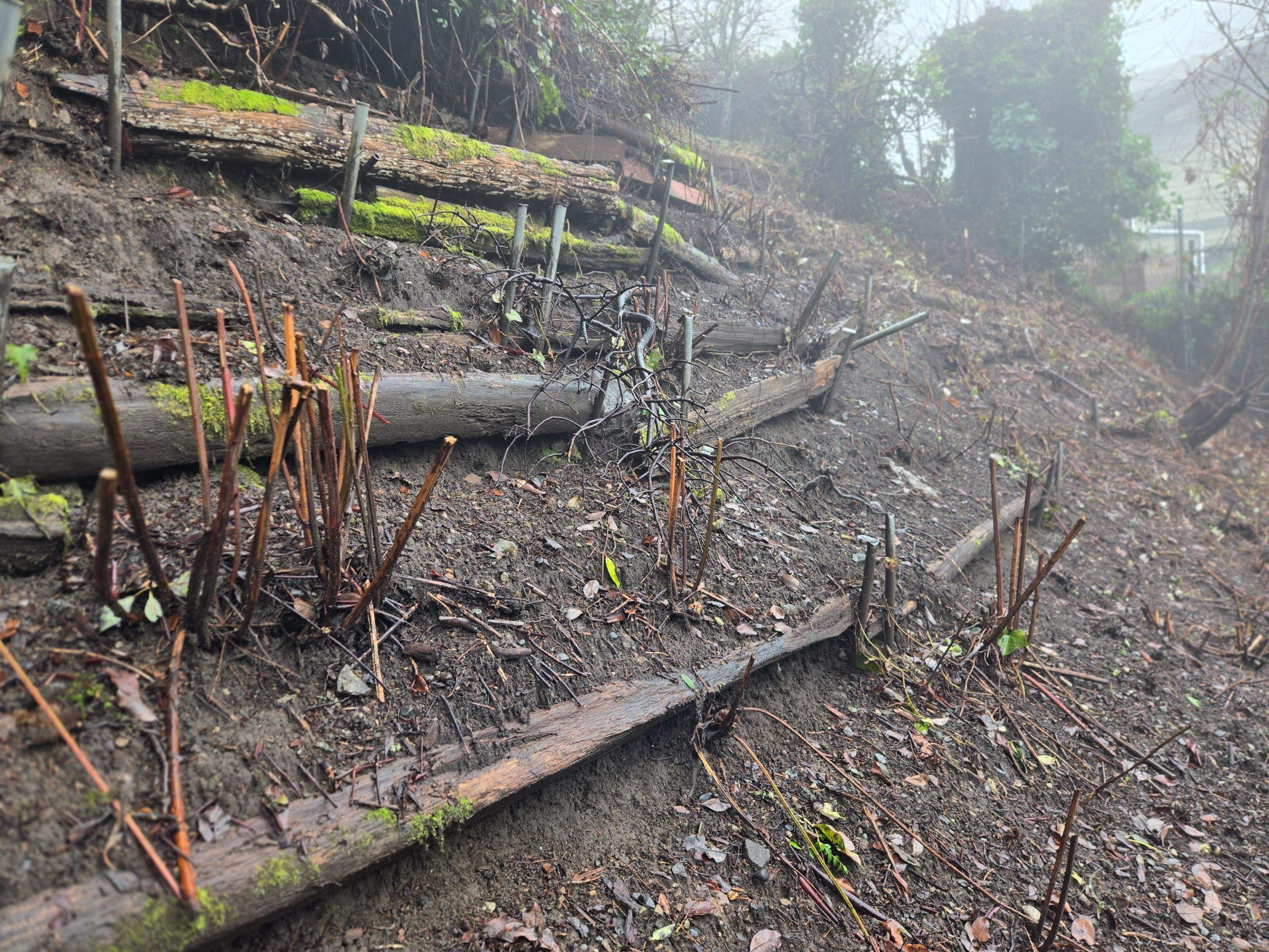 Georgia Park Terrace — Living Slope Transformation by Habanero Landscape Solutions