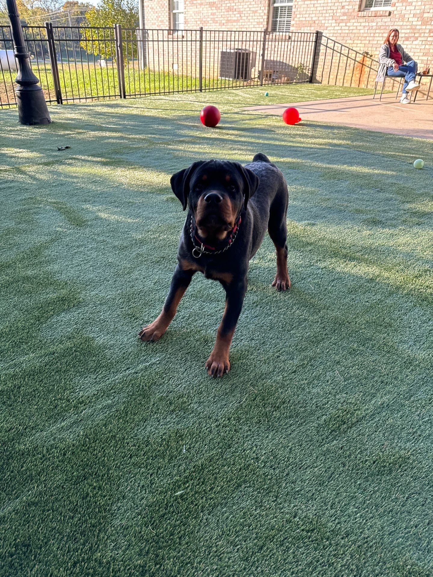 K9Grass in Danville, IN by ForeverLawn NEIN/INDY