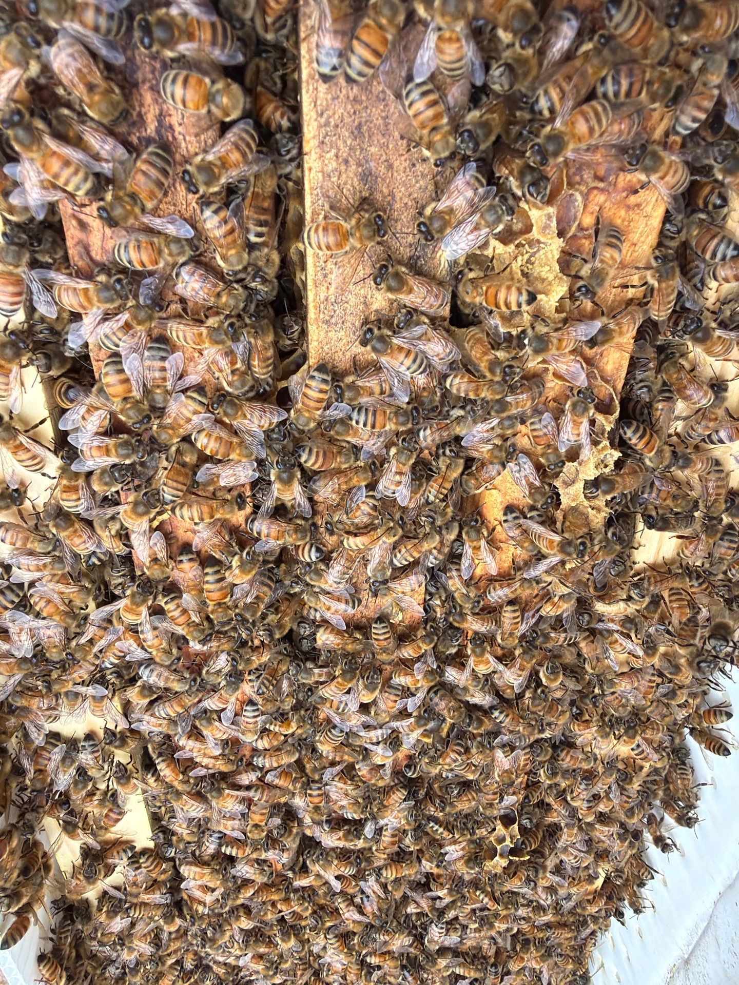 A Corp. HQ by Rockwall Honey Bee Company