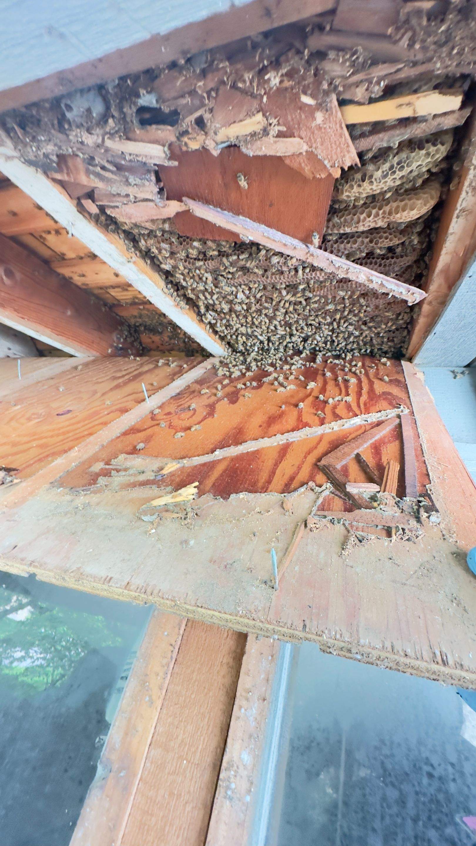 Old Faithful by Rockwall Honey Bee Company