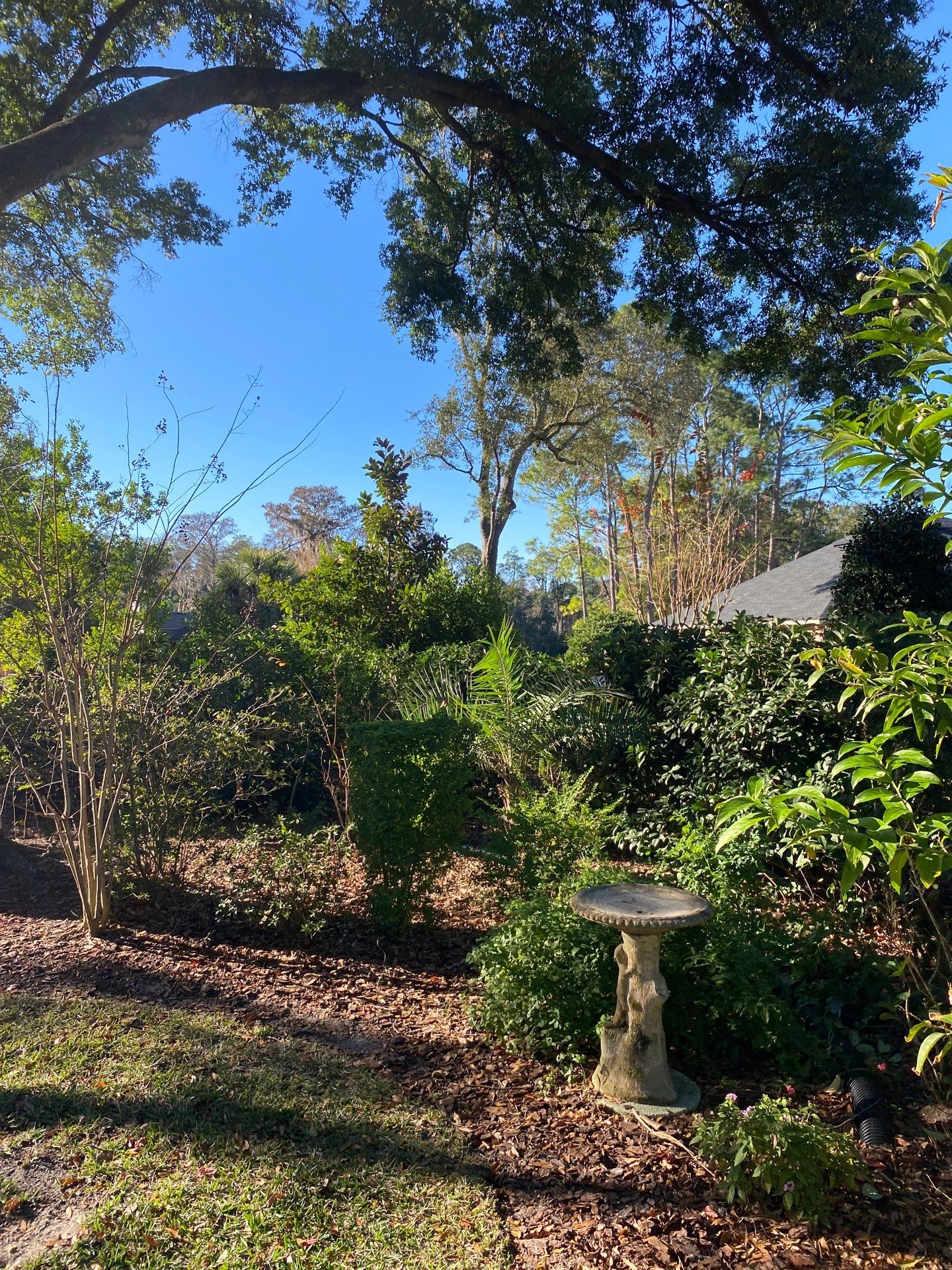 Deerwood Resident | Tree Removal by ProGreen Services