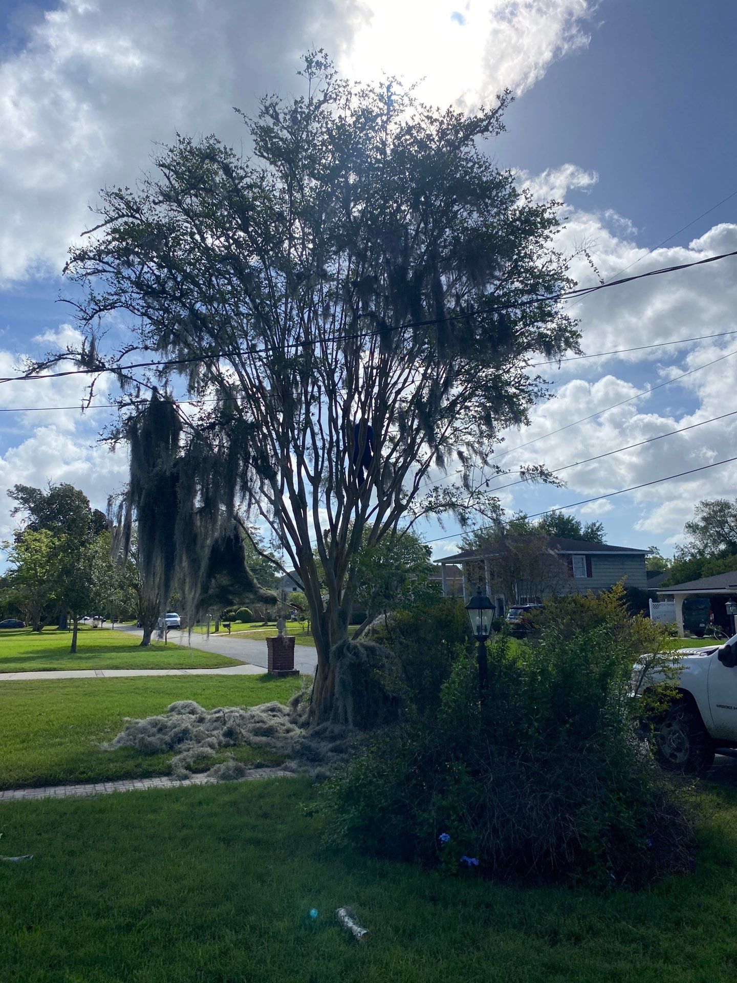 Residential | Tree Removal & Trimming by ProGreen Services