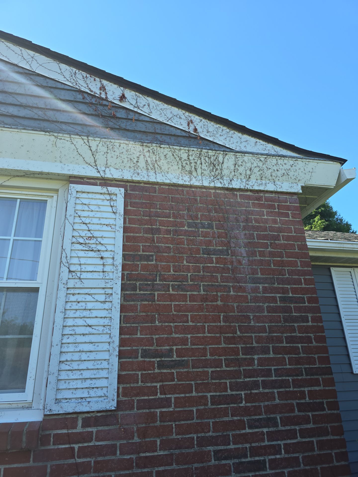 Exterior Painting using Benjamin Moore Regal Select by The Persnickety Painters