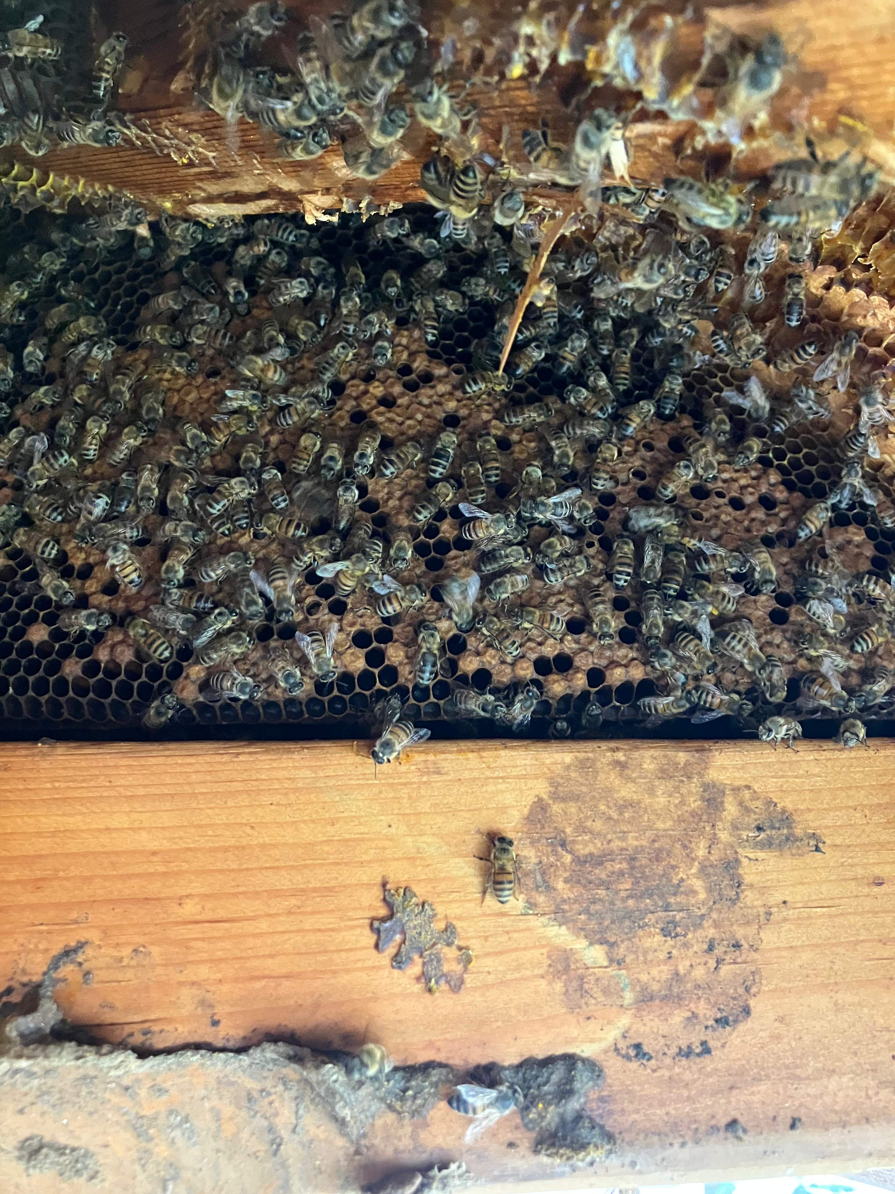 Caution! by Rockwall Honey Bee Company