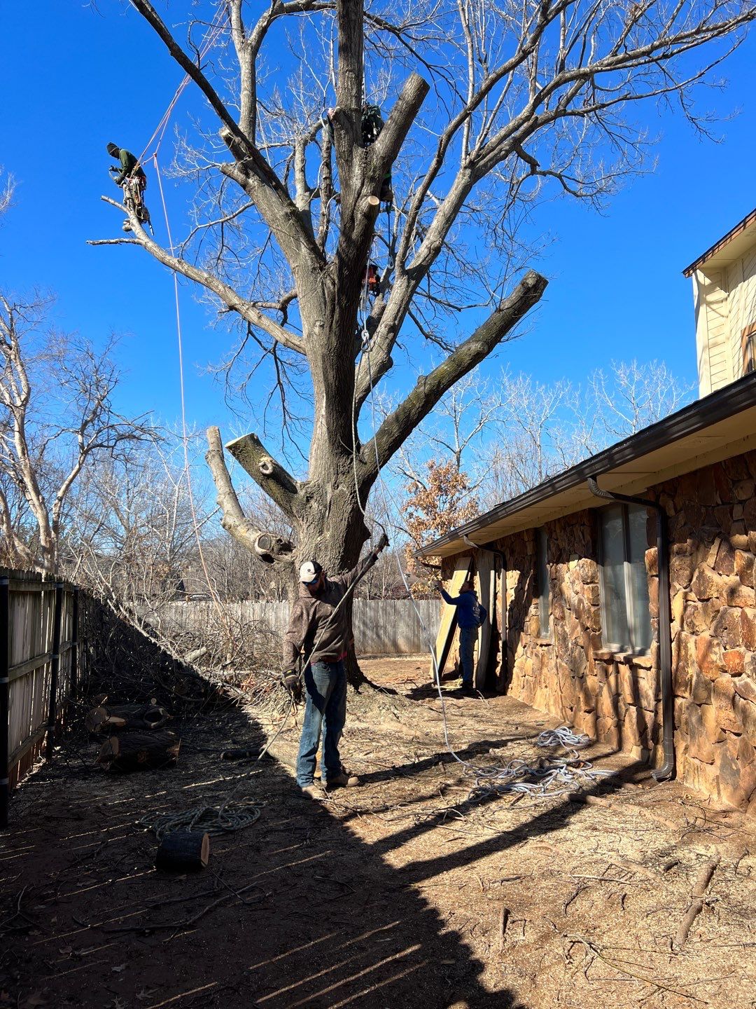 Large Oak Removal by Clays Services Inc