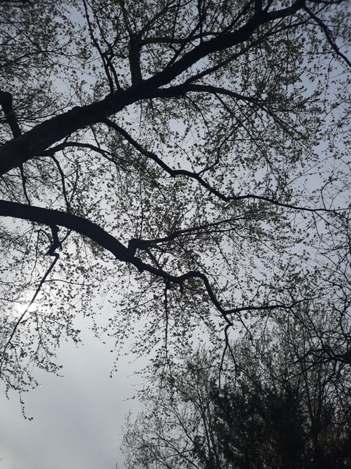 Tree Removal using Tree Removal by Mike Jones & Sons Tree Service LLC 