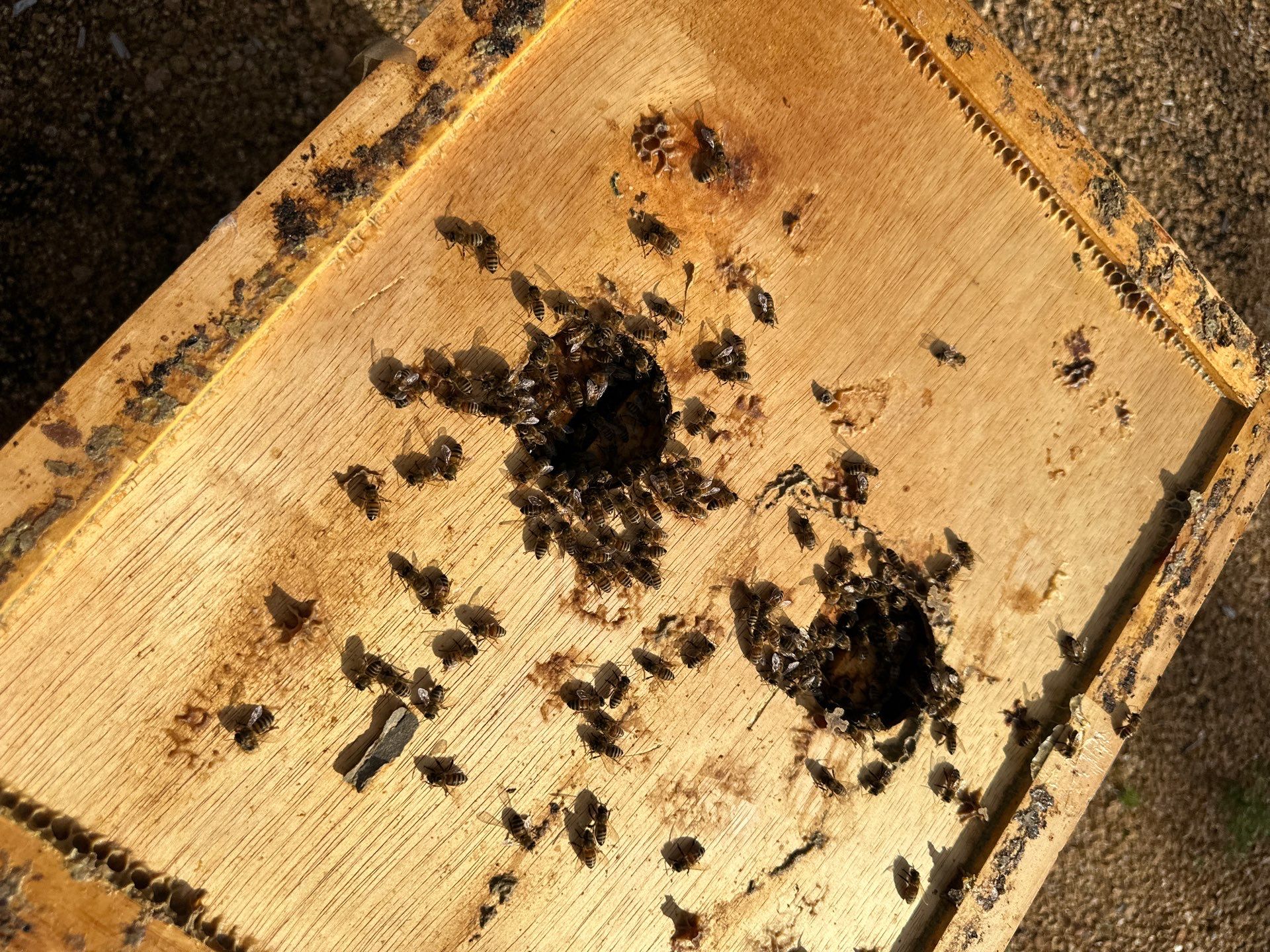 Richdardson Corporate Bees by Rockwall Honey Bee Company