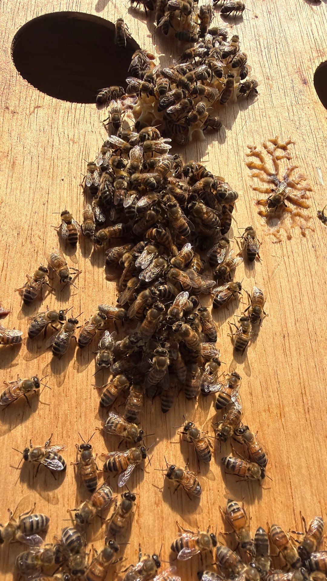 Platform Precious Population by Rockwall Honey Bee Company