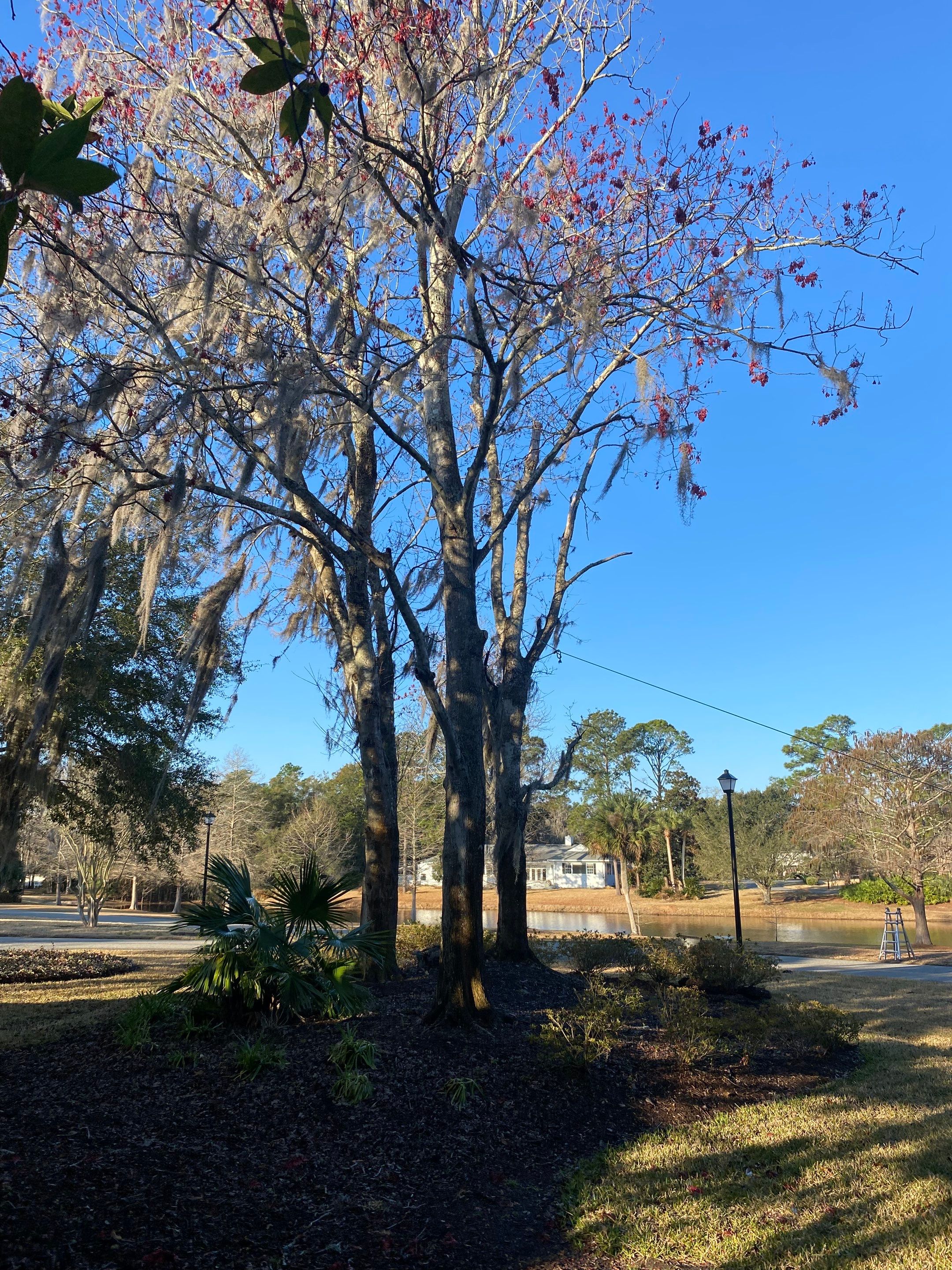 Deerwood Resident | Tree Removal & Mulch Install by ProGreen Services