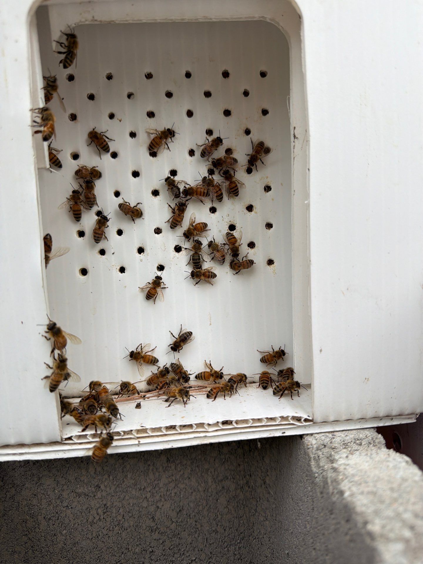 Sunnyvale’s Happiest Apiary by Rockwall Honey Bee Company