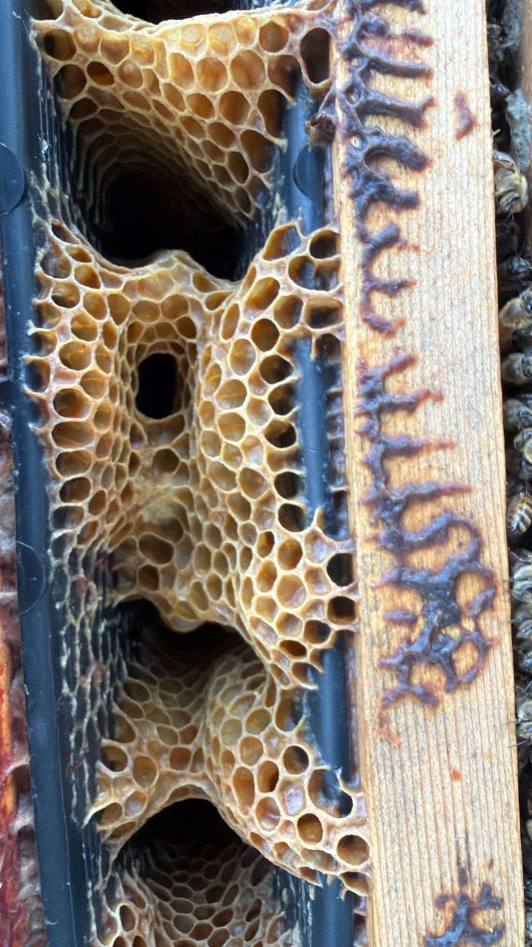 Flood Culvert Bees by Rockwall Honey Bee Company