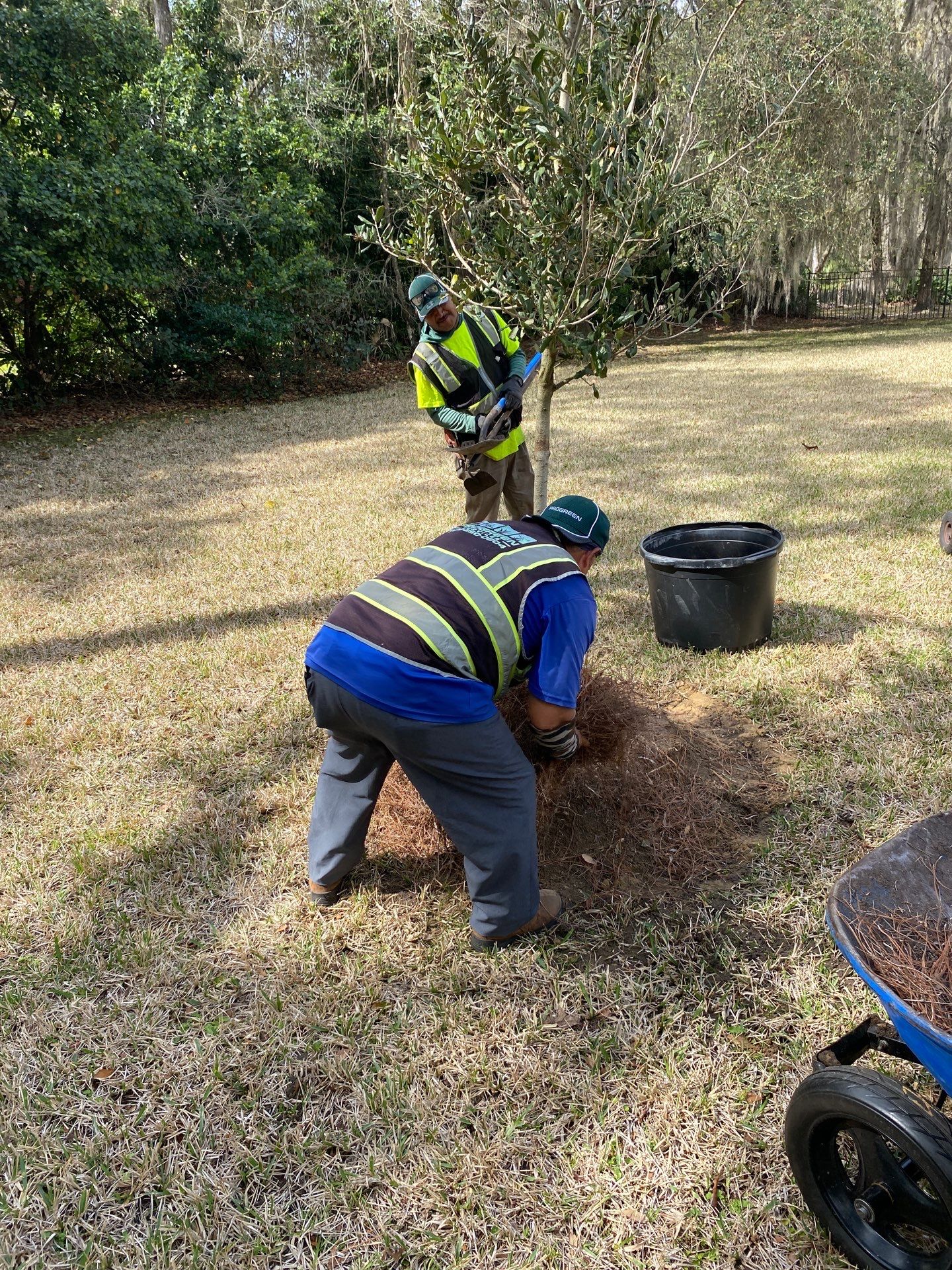 Deerwood Resident | Tree Install by ProGreen Services