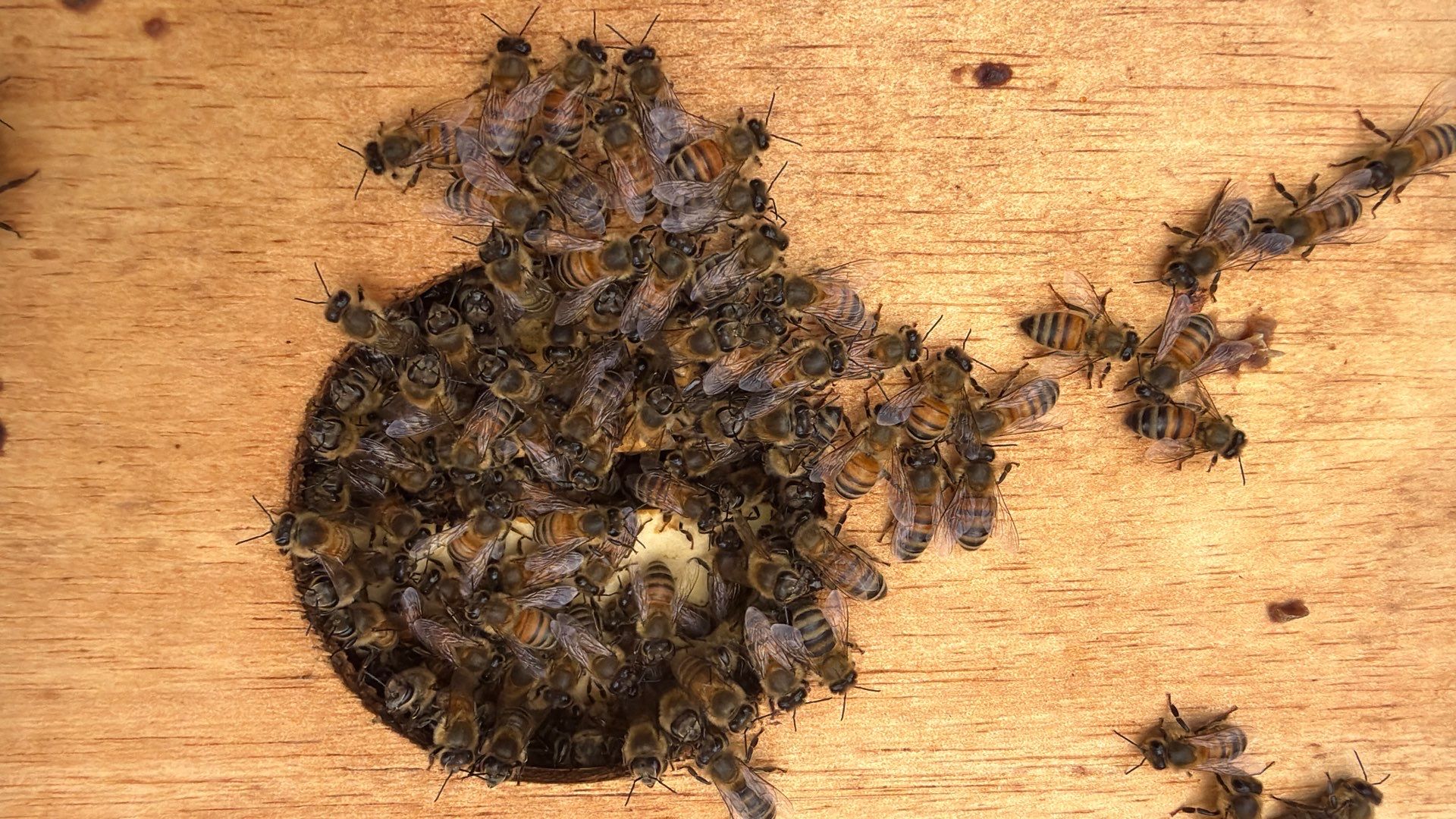 Platform Precious Population by Rockwall Honey Bee Company