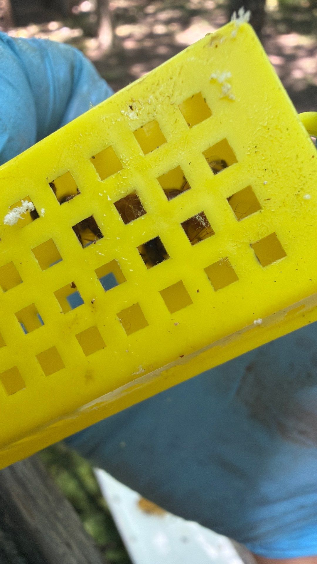 Bee Auth-ority by Rockwall Honey Bee Company