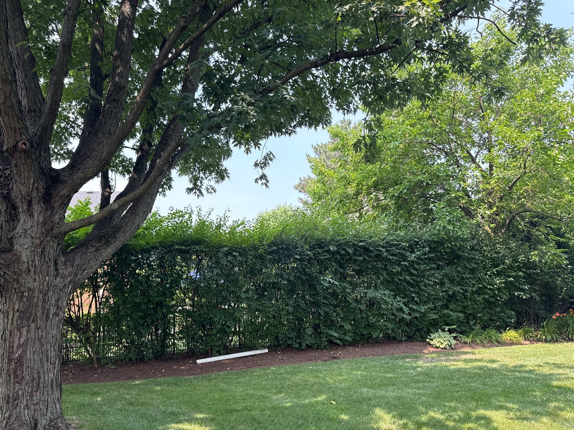 Michael I. - Glenview, IL by A&N 